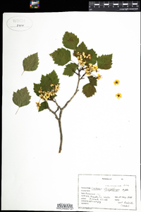 Crataegus macrosperma image