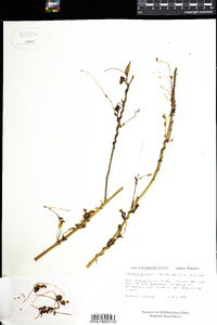 Cuscuta gronovii image