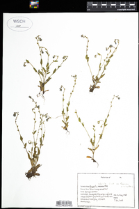 Myosotis stricta image