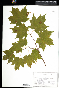 Acer saccharum image