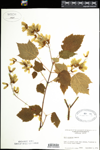 Acer spicatum image