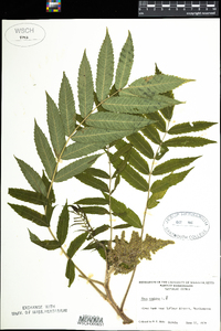 Rhus typhina image