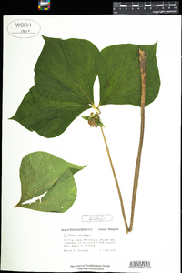 Trillium cernuum image