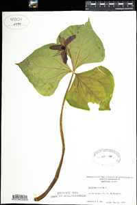 Trillium erectum image