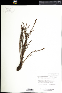 Epifagus virginiana image