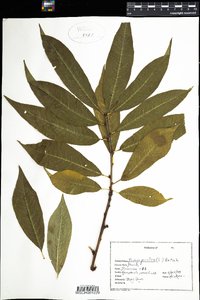 Prunus persica image