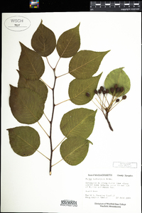 Pyrus calleryana image