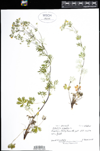 Potentilla argentea image