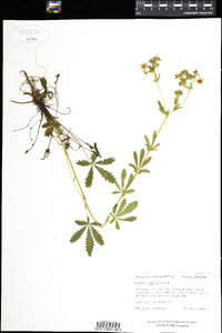 Potentilla recta image