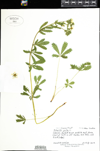 Potentilla recta image