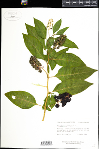 Phytolacca americana image