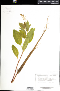 Phytolacca americana image