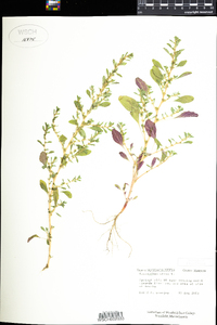 Amaranthus albus image