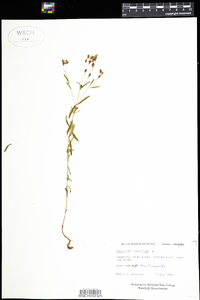 Hypericum canadense image