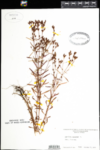 Hypericum canadense image