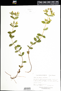 Hypericum ellipticum image