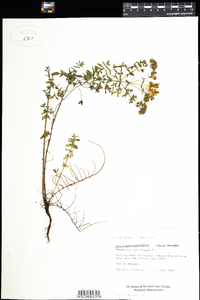 Hypericum perforatum image