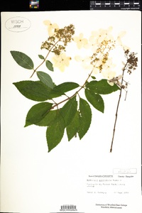 Hydrangea paniculata image