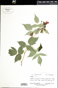 Rubus idaeus image