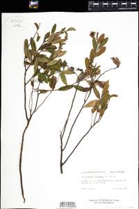 Chamaedaphne calyculata image