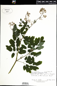 Thalictrum pubescens image