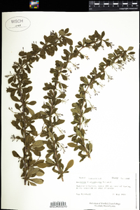 Berberis ottawensis image