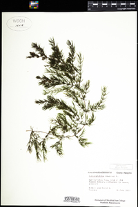 Ceratophyllum demersum image