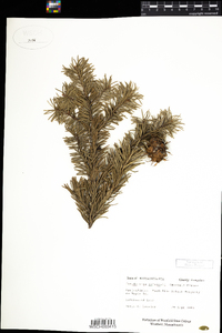 Pseudotsuga menziesii image