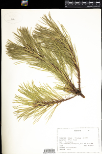 Pinus rigida image