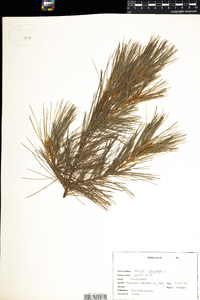 Pinus strobus image