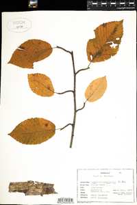 Betula alleghaniensis image