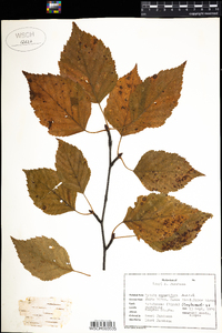 Betula papyrifera image