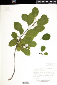 Frangula alnus image