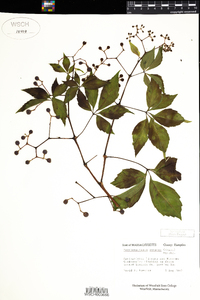 Parthenocissus vitacea image