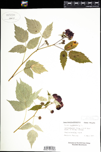 Rubus occidentalis image