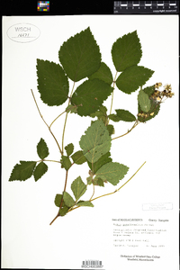 Rubus pensilvanicus image