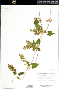 Polygonum scandens var. scandens image