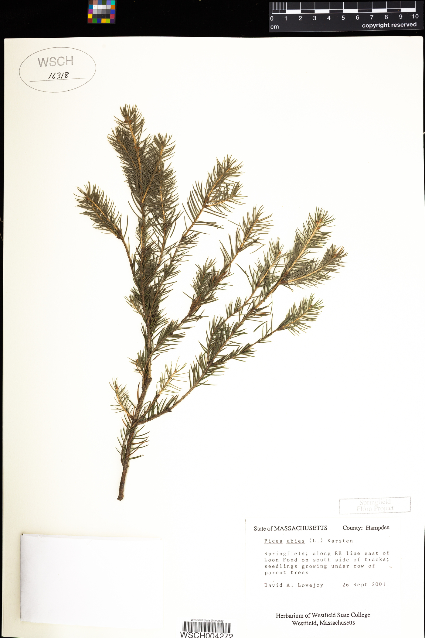 Picea abies image