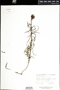 Linaria vulgaris image