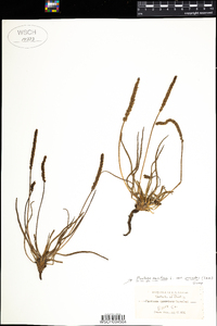 Plantago maritima image