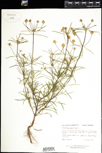 Plantago psyllium image