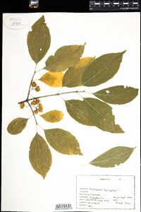 Euonymus europaeus image