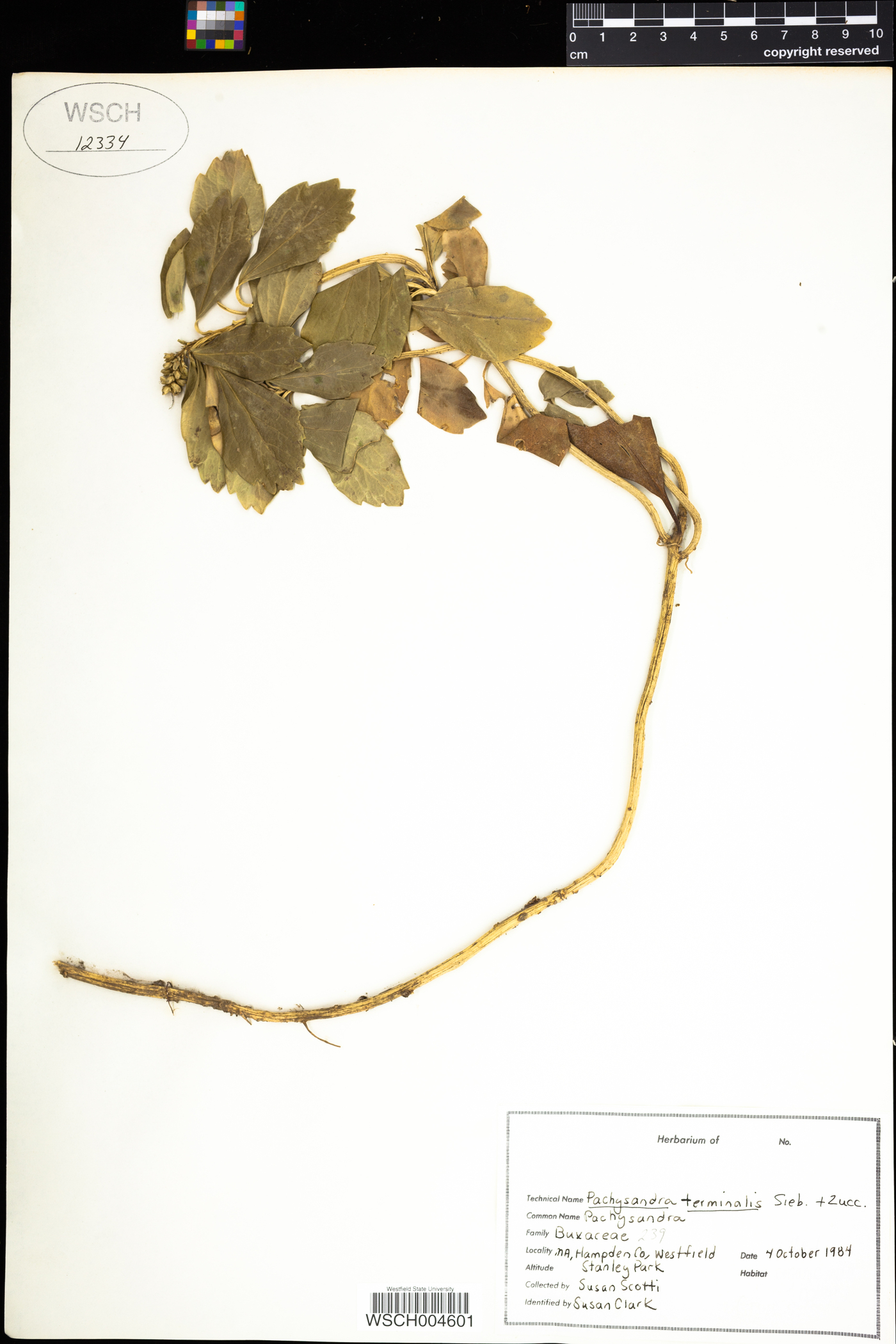 Buxaceae image
