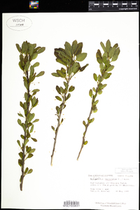 Ilex mucronata image