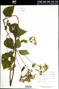 Ageratina altissima image