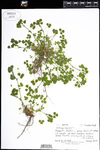 Medicago lupulina image