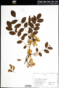 Robinia hispida image