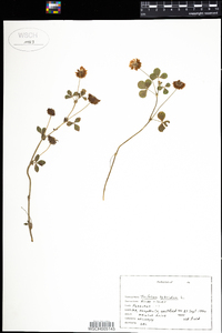 Trifolium hybridum image