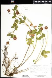 Trifolium hybridum image