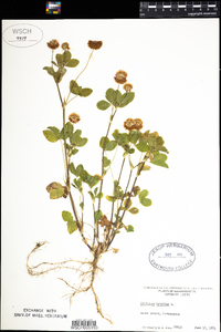 Trifolium hybridum image